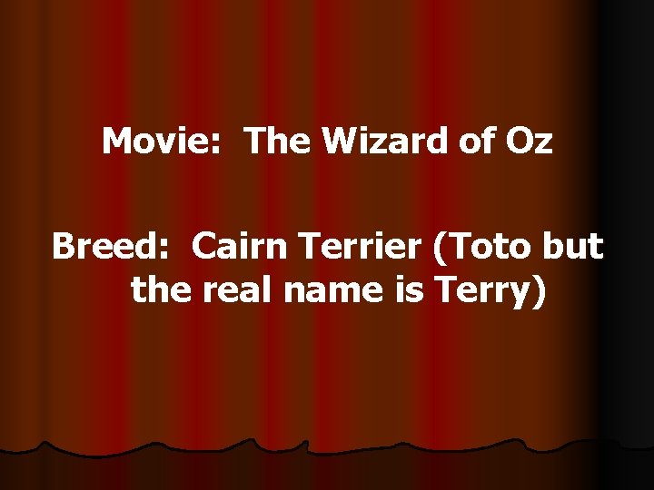 Movie: The Wizard of Oz Breed: Cairn Terrier (Toto but the real name is