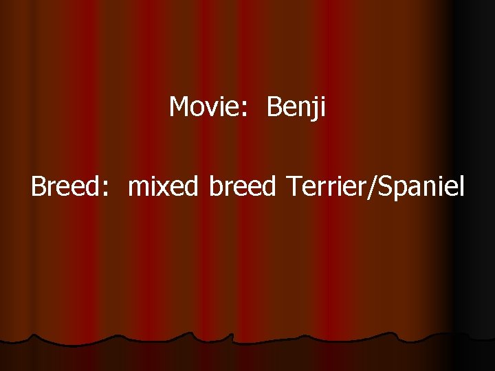 Movie: Benji Breed: mixed breed Terrier/Spaniel 