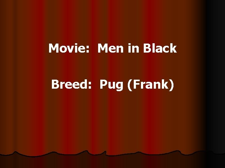 Movie: Men in Black Breed: Pug (Frank) 