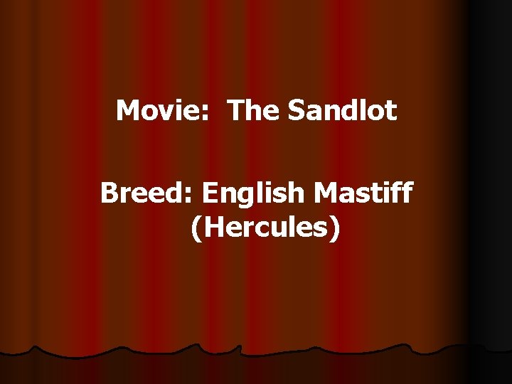 Movie: The Sandlot Breed: English Mastiff (Hercules) 