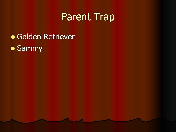 Parent Trap l Golden l Sammy Retriever 