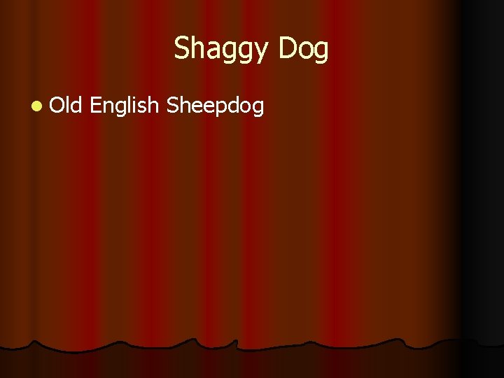 Shaggy Dog l Old English Sheepdog 