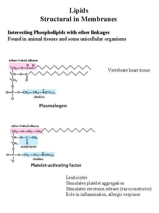 Lipids Structural in Membranes Interesting Phospholipids with ether linkages Found in animal tissues and Lipids Structural in Membranes Interesting Phospholipids with ether linkages Found in animal tissues and