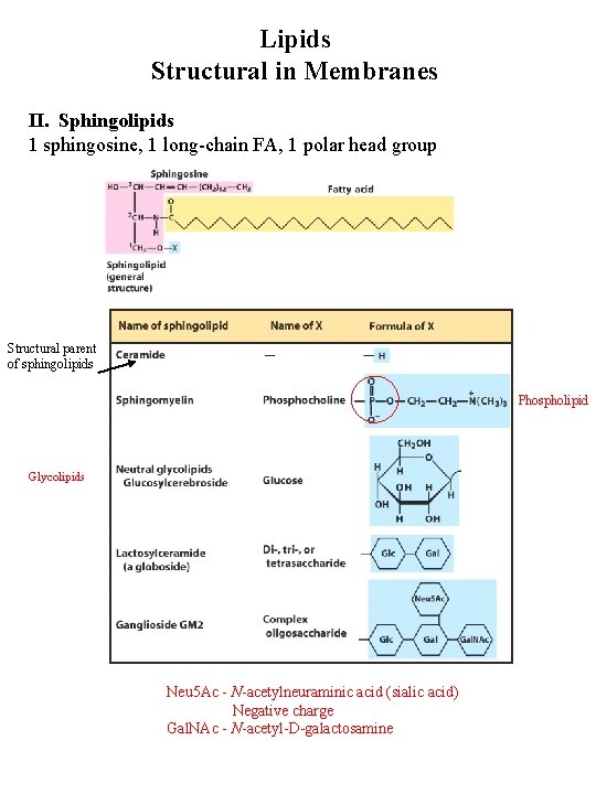 Lipids Structural in Membranes II. Sphingolipids 1 sphingosine, 1 long-chain FA, 1 polar head Lipids Structural in Membranes II. Sphingolipids 1 sphingosine, 1 long-chain FA, 1 polar head