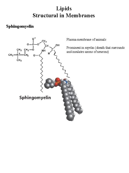 Lipids Structural in Membranes Sphingomyelin Plasma membrane of animals Prominent in myelin (sheath that Lipids Structural in Membranes Sphingomyelin Plasma membrane of animals Prominent in myelin (sheath that