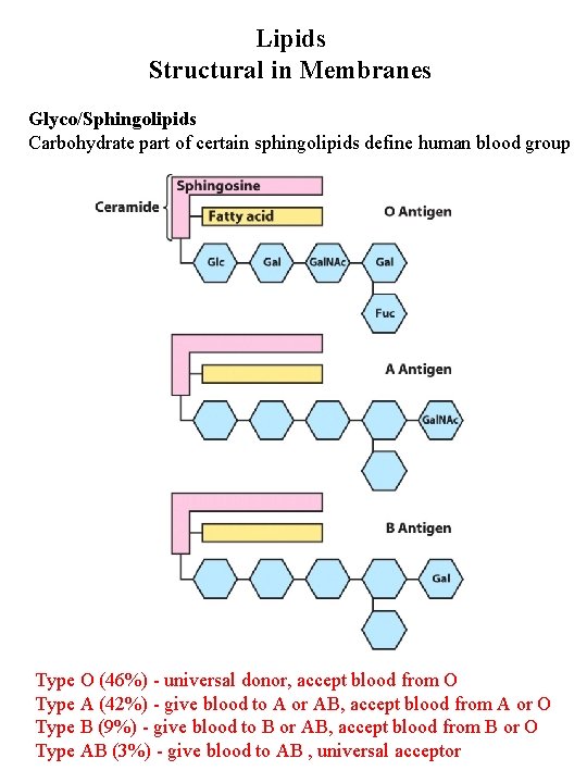 Lipids Structural in Membranes Glyco/Sphingolipids Carbohydrate part of certain sphingolipids define human blood group Lipids Structural in Membranes Glyco/Sphingolipids Carbohydrate part of certain sphingolipids define human blood group
