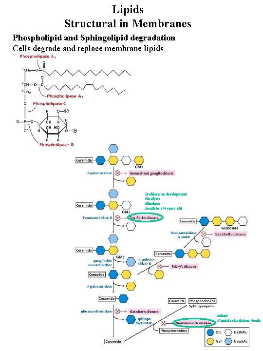 Lipids Structural in Membranes Phospholipid and Sphingolipid degradation Cells degrade and replace membrane lipids Lipids Structural in Membranes Phospholipid and Sphingolipid degradation Cells degrade and replace membrane lipids