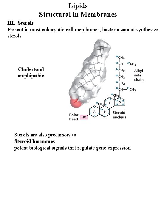 Lipids Structural in Membranes III. Sterols Present in most eukaryotic cell membranes, bacteria cannot Lipids Structural in Membranes III. Sterols Present in most eukaryotic cell membranes, bacteria cannot