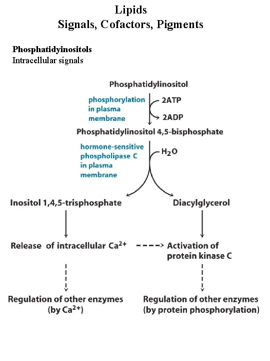 Lipids Signals, Cofactors, Pigments Phosphatidyinositols Intracellular signals Lipids Signals, Cofactors, Pigments Phosphatidyinositols Intracellular signals