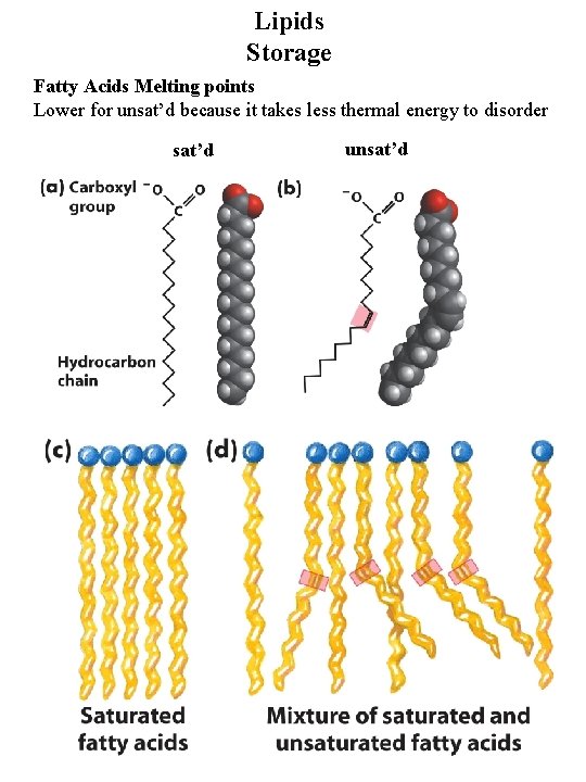 Lipids Storage Fatty Acids Melting points Lower for unsat’d because it takes less thermal Lipids Storage Fatty Acids Melting points Lower for unsat’d because it takes less thermal