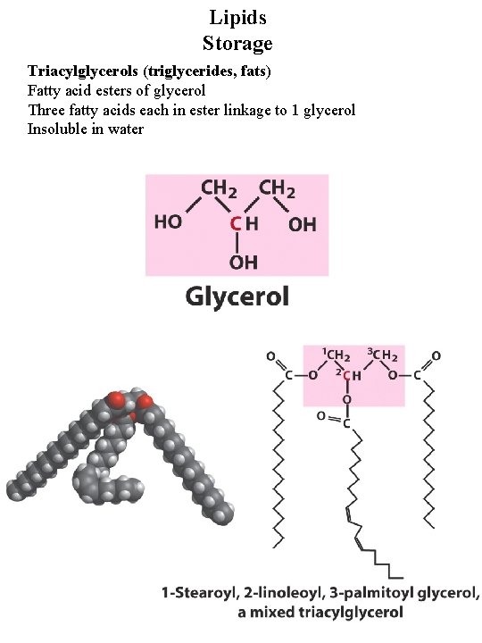 Lipids Storage Triacylglycerols (triglycerides, fats) Fatty acid esters of glycerol Three fatty acids each Lipids Storage Triacylglycerols (triglycerides, fats) Fatty acid esters of glycerol Three fatty acids each