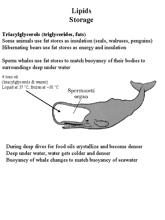 Lipids Storage Triacylglycerols (triglycerides, fats) Some animals use fat stores as insulation (seals, walruses, Lipids Storage Triacylglycerols (triglycerides, fats) Some animals use fat stores as insulation (seals, walruses,