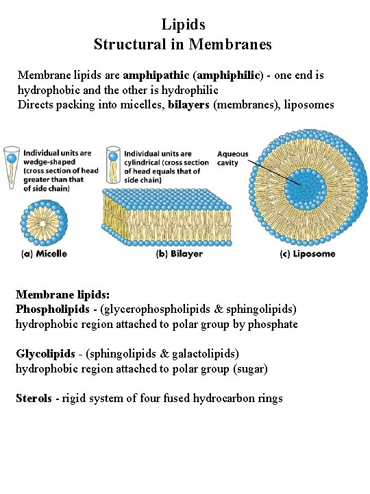 Lipids Structural in Membranes Membrane lipids are amphipathic (amphiphilic) - one end is hydrophobic Lipids Structural in Membranes Membrane lipids are amphipathic (amphiphilic) - one end is hydrophobic