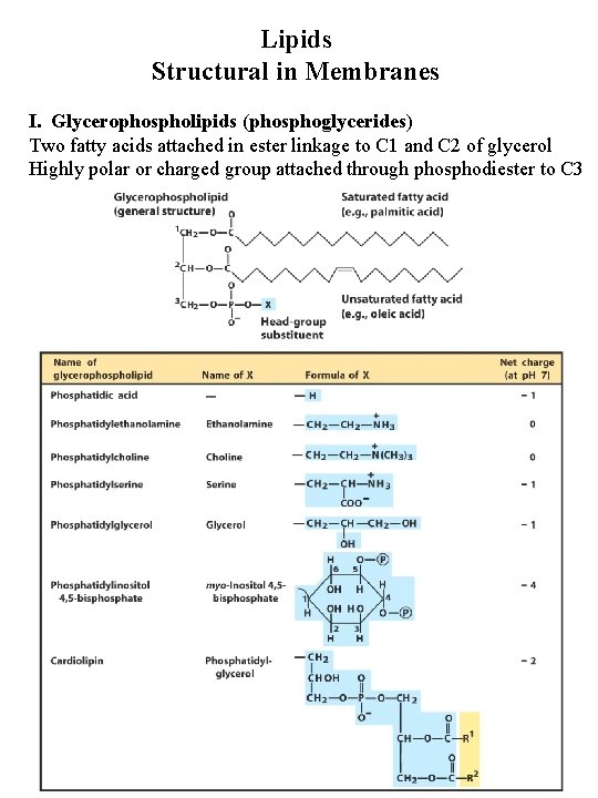 Lipids Structural in Membranes I. Glycerophospholipids (phosphoglycerides) Two fatty acids attached in ester linkage Lipids Structural in Membranes I. Glycerophospholipids (phosphoglycerides) Two fatty acids attached in ester linkage