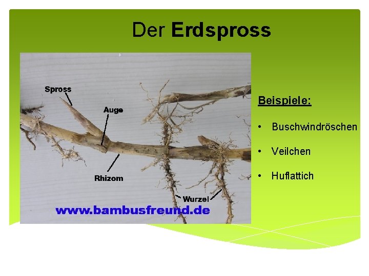 Der Erdspross Beispiele: • Buschwindröschen • Veilchen • Huflattich 