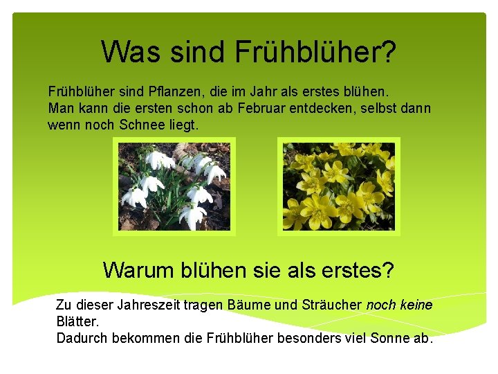 Was sind Frühblüher? Frühblüher sind Pflanzen, die im Jahr als erstes blühen. Man kann