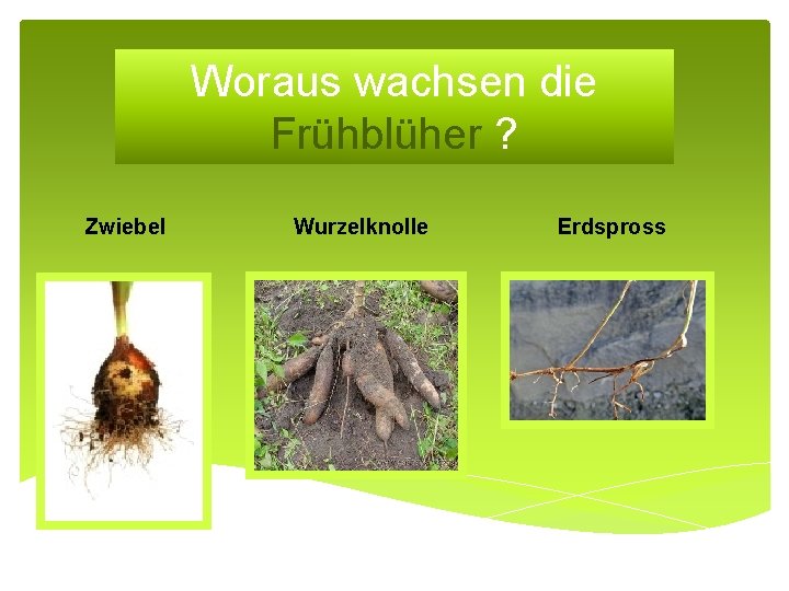 Woraus wachsen die Frühblüher ? Zwiebel Wurzelknolle Erdspross 