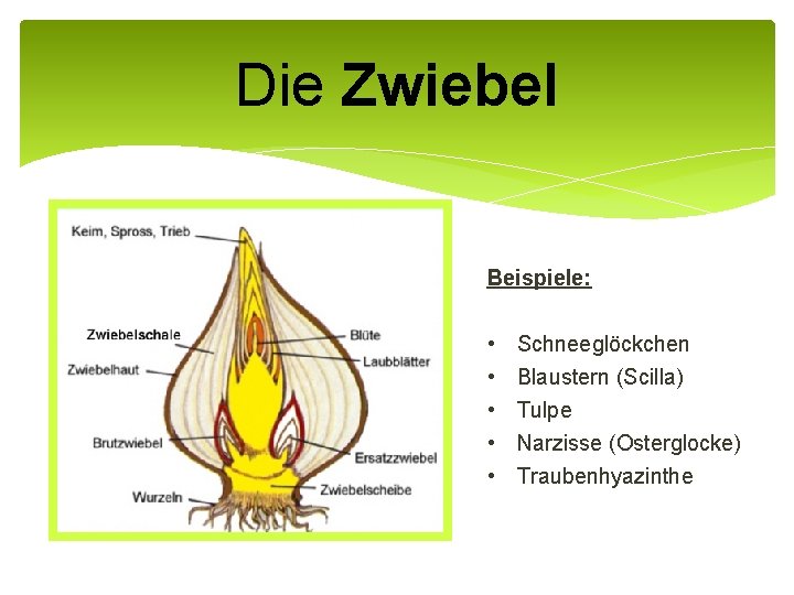 Die Zwiebel Beispiele: • • • Schneeglöckchen Blaustern (Scilla) Tulpe Narzisse (Osterglocke) Traubenhyazinthe 
