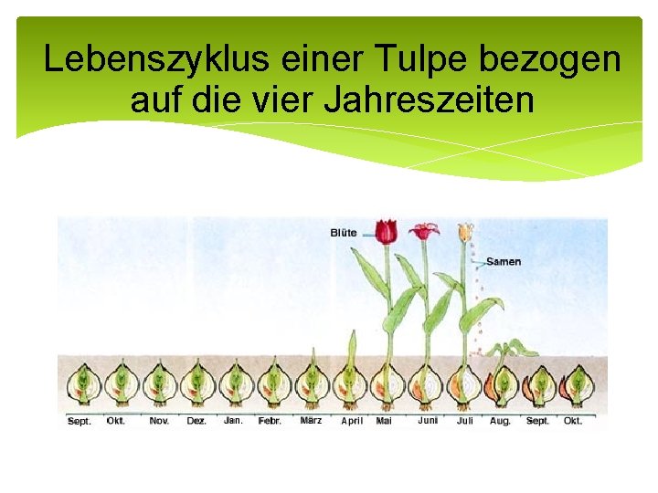 Lebenszyklus einer Tulpe bezogen auf die vier Jahreszeiten 