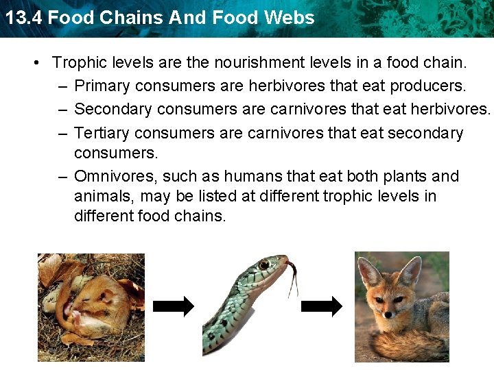13. 4 Food Chains And Food Webs • Trophic levels are the nourishment levels