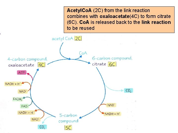 Acetyl. Co. A (2 C) from the link reaction combines with oxaloacetate(4 C) to