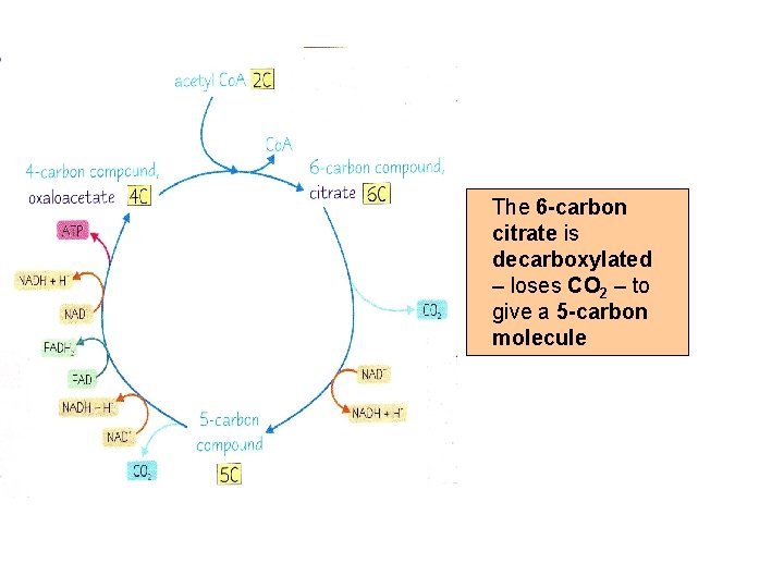 The 6 -carbon citrate is decarboxylated – loses CO 2 – to give a