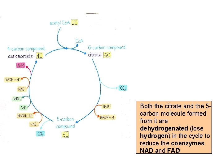 Both the citrate and the 5 carbon molecule formed from it are dehydrogenated (lose