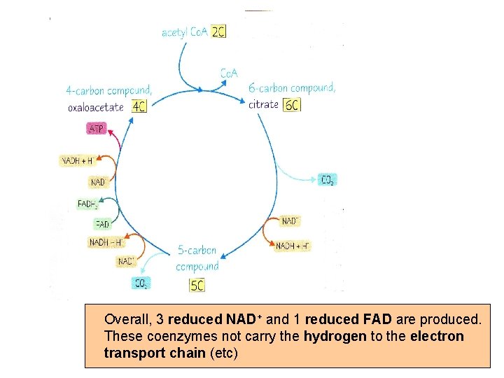 Overall, 3 reduced NAD+ and 1 reduced FAD are produced. These coenzymes not carry