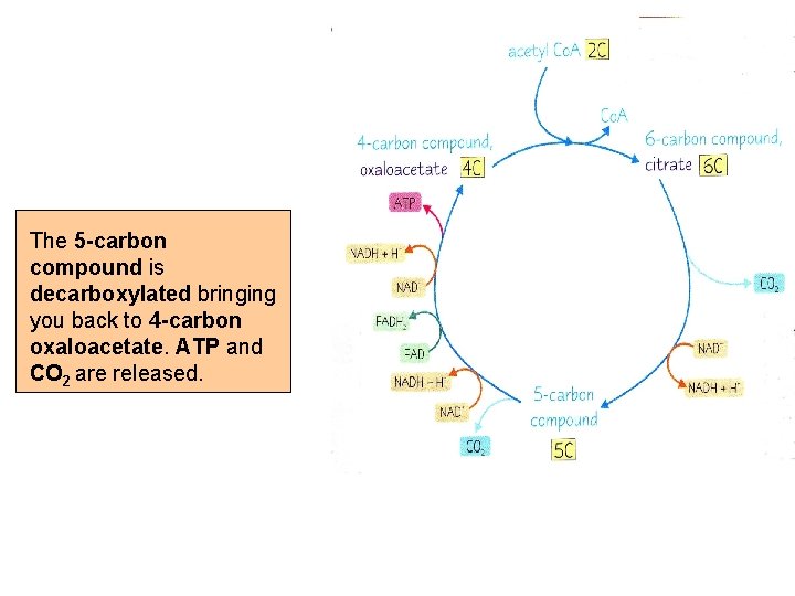 The 5 -carbon compound is decarboxylated bringing you back to 4 -carbon oxaloacetate. ATP