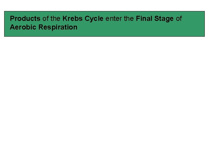 Products of the Krebs Cycle enter the Final Stage of Aerobic Respiration 