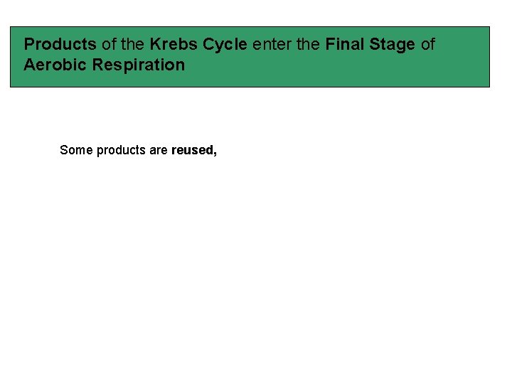 Products of the Krebs Cycle enter the Final Stage of Aerobic Respiration Some products