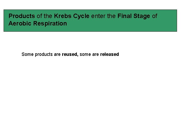 Products of the Krebs Cycle enter the Final Stage of Aerobic Respiration Some products