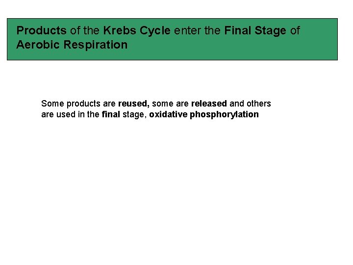 Products of the Krebs Cycle enter the Final Stage of Aerobic Respiration Some products