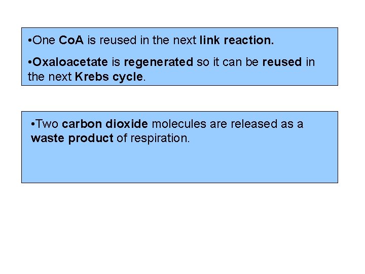  • One Co. A is reused in the next link reaction. • Oxaloacetate