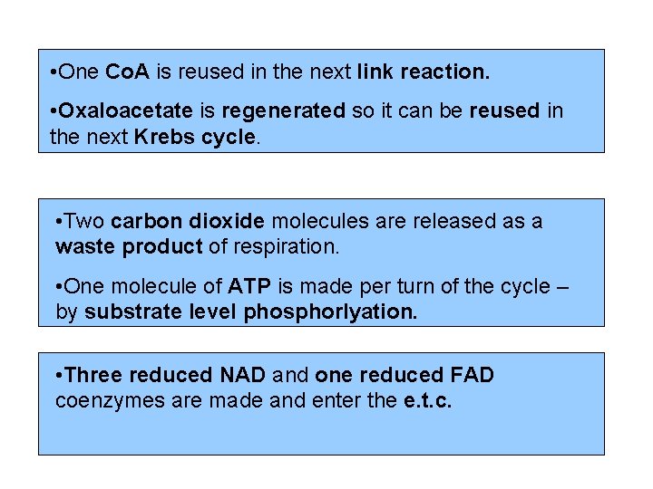  • One Co. A is reused in the next link reaction. • Oxaloacetate