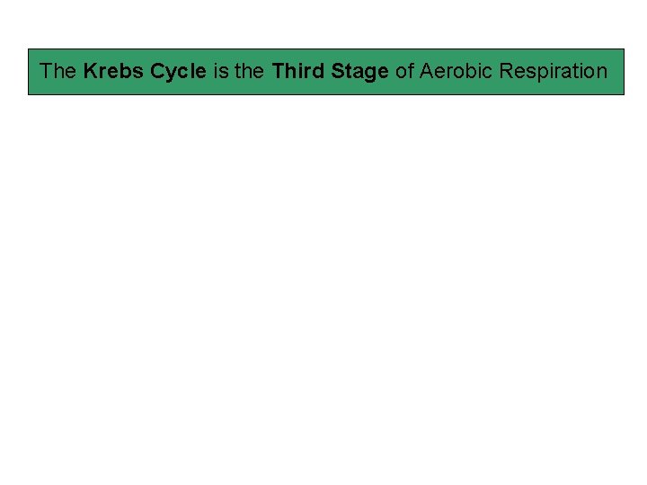 The Krebs Cycle is the Third Stage of Aerobic Respiration 