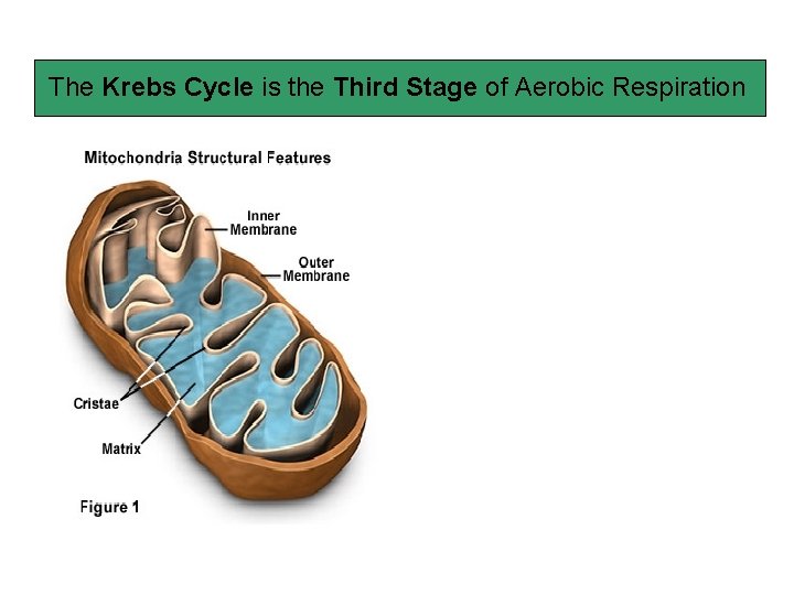 The Krebs Cycle is the Third Stage of Aerobic Respiration 