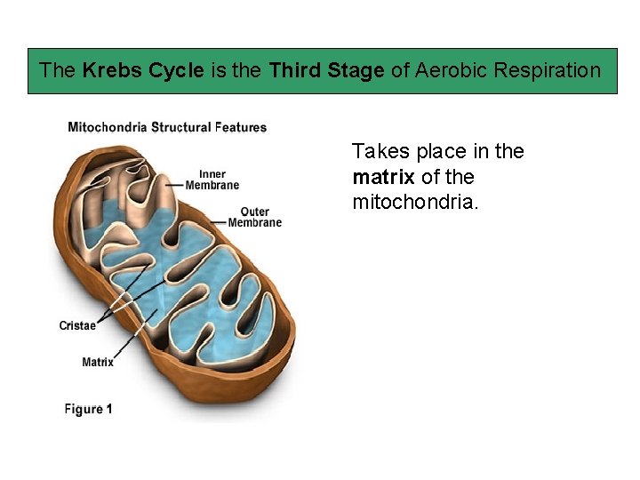 The Krebs Cycle is the Third Stage of Aerobic Respiration Takes place in the