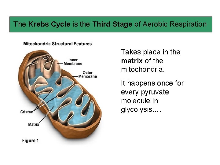 The Krebs Cycle is the Third Stage of Aerobic Respiration Takes place in the