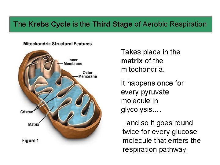 The Krebs Cycle is the Third Stage of Aerobic Respiration Takes place in the