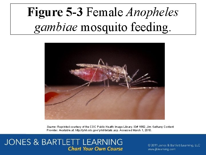 Figure 5 -3 Female Anopheles gambiae mosquito feeding. Source: Reprinted courtesy of the CDC