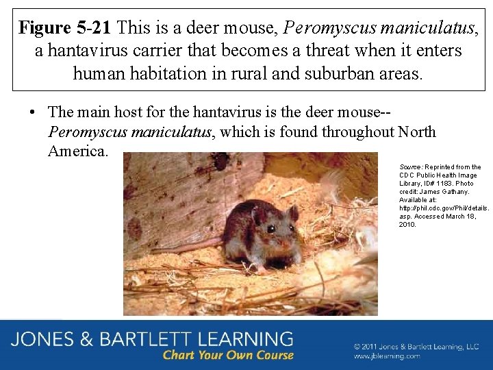 Figure 5 -21 This is a deer mouse, Peromyscus maniculatus, a hantavirus carrier that