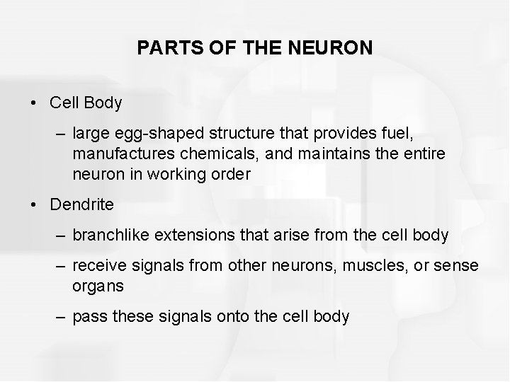 PARTS OF THE NEURON • Cell Body – large egg-shaped structure that provides fuel,