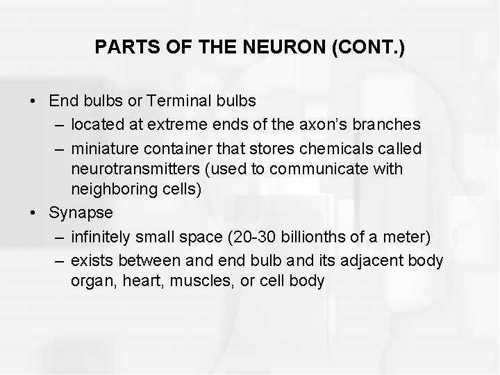 PARTS OF THE NEURON (CONT. ) • End bulbs or Terminal bulbs – located