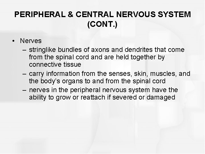 PERIPHERAL & CENTRAL NERVOUS SYSTEM (CONT. ) • Nerves – stringlike bundles of axons