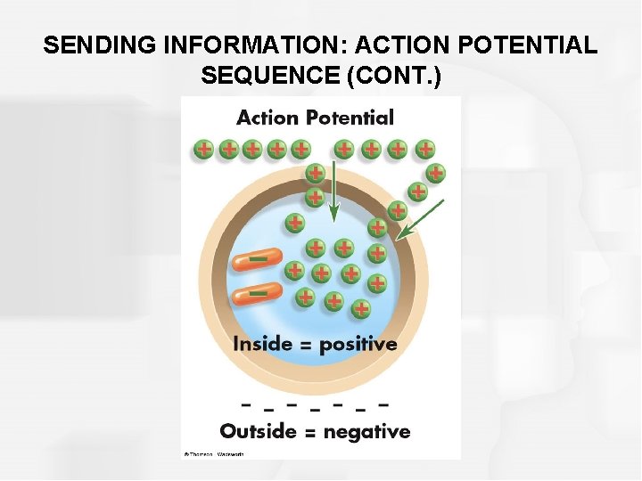 SENDING INFORMATION: ACTION POTENTIAL SEQUENCE (CONT. ) 