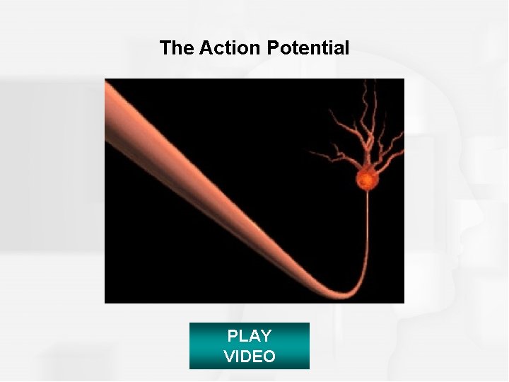 The Action Potential PLAY VIDEO 