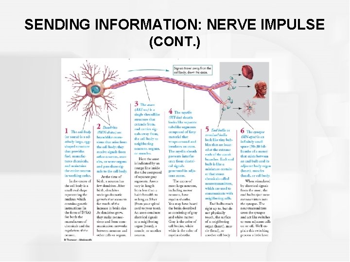 SENDING INFORMATION: NERVE IMPULSE (CONT. ) 