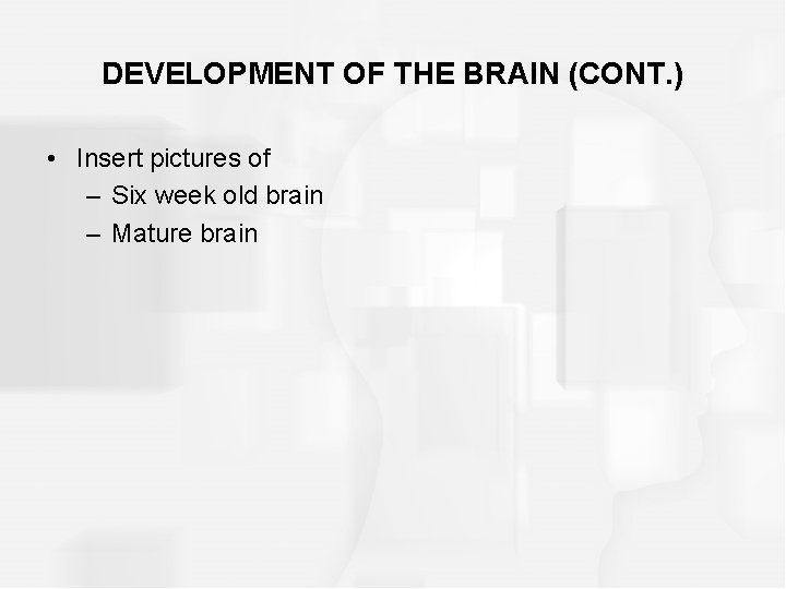 DEVELOPMENT OF THE BRAIN (CONT. ) • Insert pictures of – Six week old