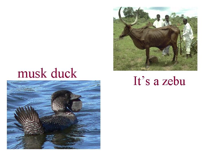musk duck It’s a zebu 